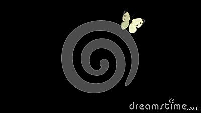 Biały motyli kapuściany latanie na błękitnym tle Dwa Pięknej 3d animacji W 2nd motyl lata w ten sposób Biały motyli kapuściany latanie na błękitnym tle Dwa Pięknej 3d animacji W 2nd motyl lata w ten sposób