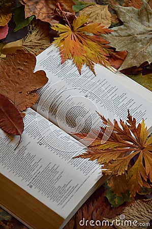 Bible between colorful autumn leaves Stock Photo