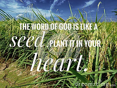 Seed of God of words from the bible verse of the day, be encouraged in daily life design for Christianity. Stock Photo