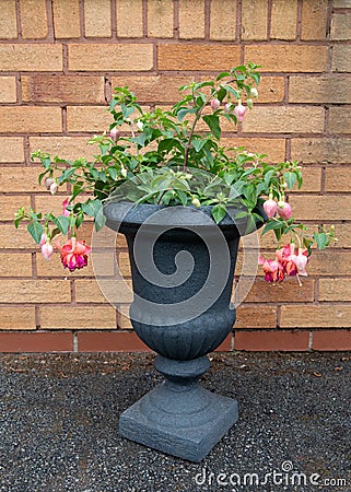 Bicentennial double fuchsia, in bloom, in June, 2021. Stock Photo