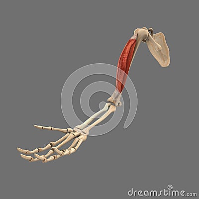 Bicep muscle Stock Photo