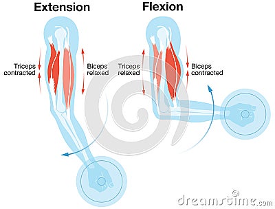 Biceps And Triceps. Extension And Flexion. Labeled Illustration Cartoon Illustration