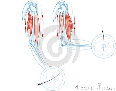 Biceps and triceps muscles. Extension and flexion Stock Photo