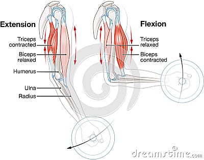 Biceps and triceps muscles. Extension and flexion Cartoon Illustration