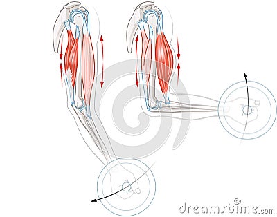 Biceps and triceps muscles. Extension and flexion Stock Photo