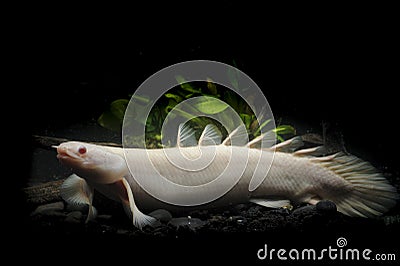 A Bichir fish in the turbid water. Stock Photo