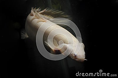 A Bichir fish in the turbid water. Stock Photo