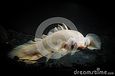 A Bichir fish in the turbid water. Stock Photo