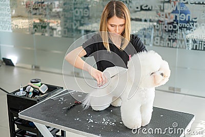 Bichon Fries at a dog grooming salon Stock Photo