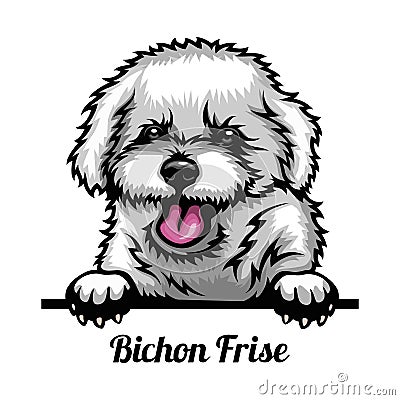 Bichon Frise - Color Peeking Dogs - breed face head isolated on white Vector Illustration