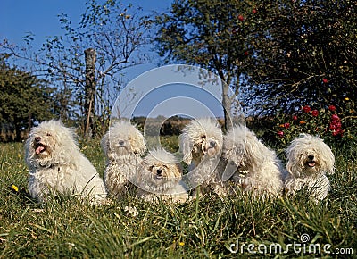 Bichon Frise Dog, Adults standing on Grass Stock Photo