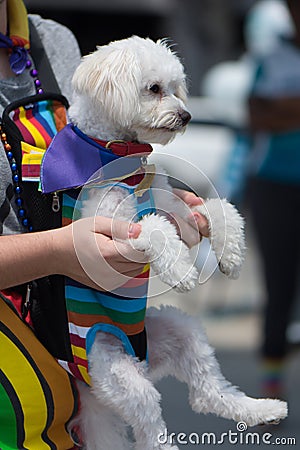 Bichon Frise dog wearing gay pride rainbow outfit Editorial Stock Photo