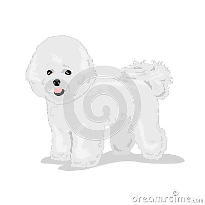 Bichon frise dog at white background Vector Illustration