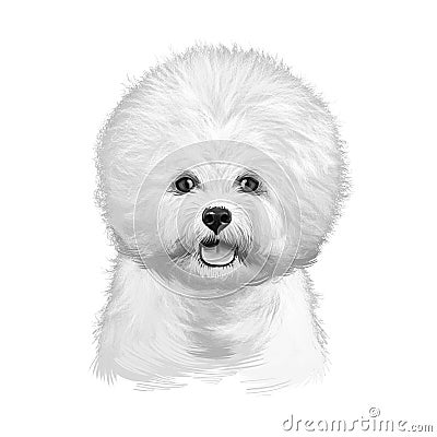 Bichon Frise, Bichon Tenerife, Bichon a poil frise dog digital art illustration isolated on white background. Canary islands Cartoon Illustration