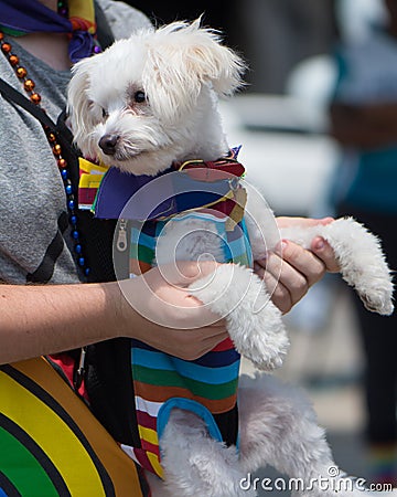 Bichon Frise wearing gay pride rainbow outfit licking lips Editorial Stock Photo