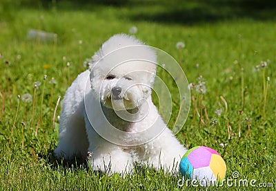 Bichon Frize plays with his favorite ball on the green lawn. Stock Photo