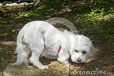 Bichon Maltese digging sand in the forest Stock Photo