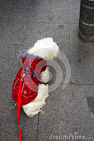 Bichon Maltese dog sitting at the end of the leash Stock Photo