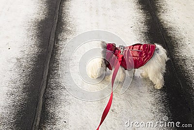 A bichon Maltese dog sniffing the ground Stock Photo