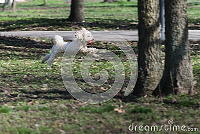 Bichon is running and jumping with a red ball in mouth in park Stock Photo