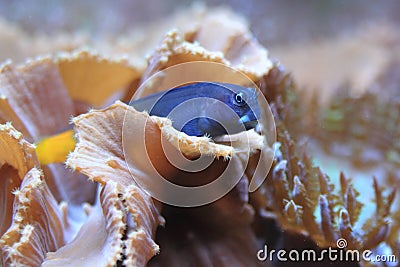 Bicolor blenny Stock Photo