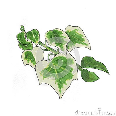 Bicolor ivy sketch Stock Photo