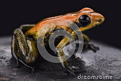 Bicolored dart frog (Phyllobates bicolor) Stock Photo