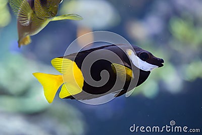 Bicolored foxface Siganus uspi. Stock Photo