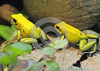 Bicolored Poison Dart Frog 1 Stock Photo