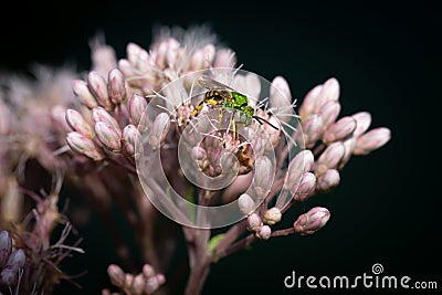 Bicolored Striped-sweat Bee on Spotted Joe Pyeweed Stock Photo