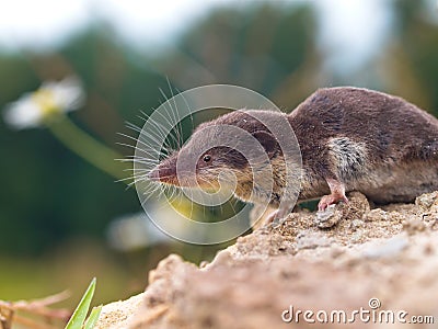 Bicolored White-toothed Shrew Stock Photo