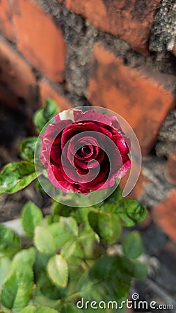 A bicolour red rose Stock Photo