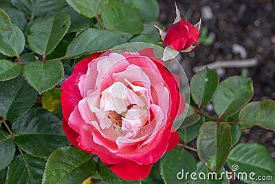 Bicolour tea rose Rosa Nostalgie, creme-white and red flowers Stock Photo