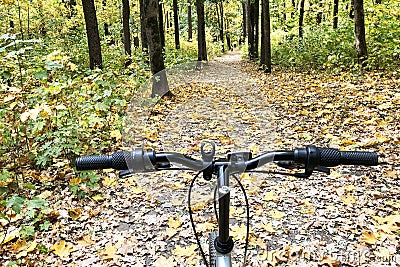 Bicycle handlebar at front of image. Autumn forest with colorful leaves on footpath. Stock Photo