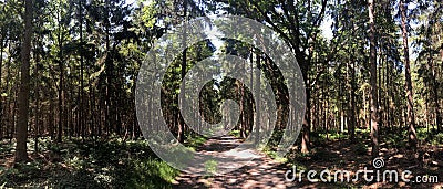 Bicycle path through the forest around Heemserveen Stock Photo