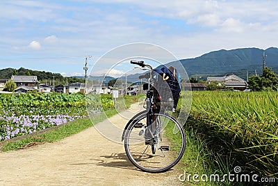 Bicycle, rice grains, and some Japanese houses Stock Photo