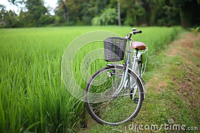 Bicycle in rice paddy, asia Stock Photo