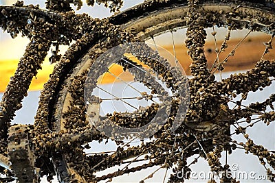 Bicycle wheel coated in invasive zebra mussels Stock Photo