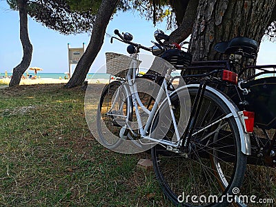 bicycles parked in the pine forest of silvi marina Stock Photo