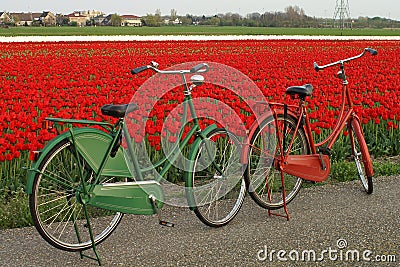 Bicycles in the tulipfield in Holland Stock Photo