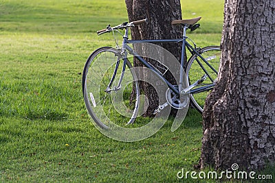 A Bicycles under a tree Stock Photo