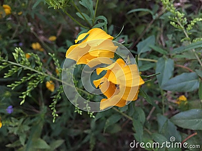 Bidens aristosa, bearded beggar ticks, Oklahoma wild flower Stock Photo