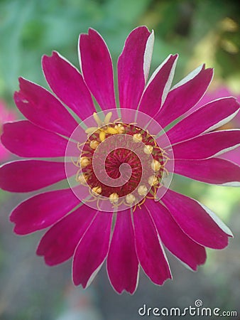 Bidens cernua Stock Photo