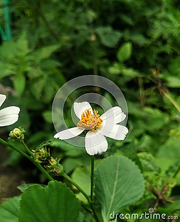 Bidens Pilosa Stock Photo