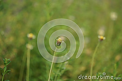 Bidens pilosa (also called ketul kebo) with a natural background Stock Photo