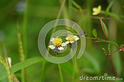 Bidens pilosa (also called ketul kebo) with a natural background Stock Photo