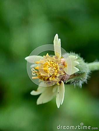 Bidens pilosa also called ketul kebo, ketul sapi, jaringan, caringan, lanci thuwa, lancing thuwa, cing-lancingan, Spanish Needle, Stock Photo