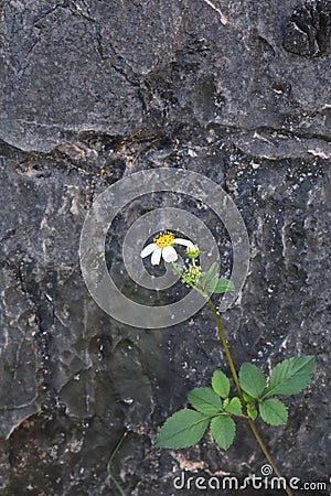 Bidens pilosa at Plain Jars Site 1 Stock Photo