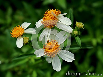 Bidens pilosa plant, a useful wild plant Stock Photo