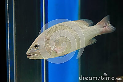 Bidyanus bidyanus or Silver perch Stock Photo